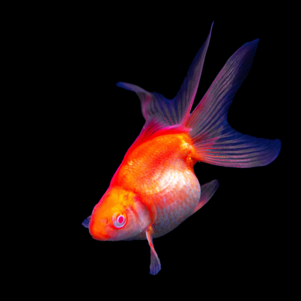 金魚の祖先は中国のフナ！ギンブナとキンブナの違いと分布