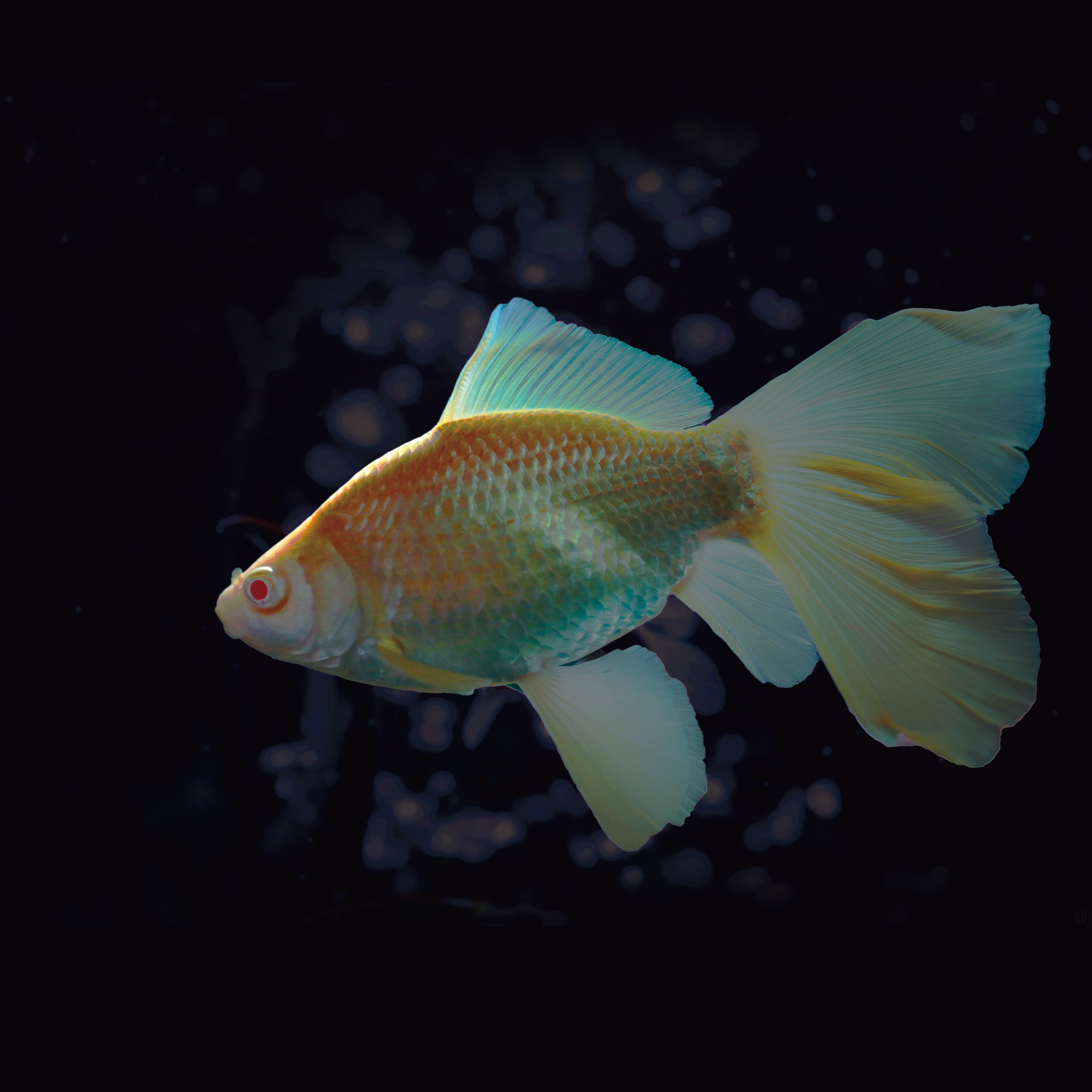 突然変異とは？フナが赤くなるメカニズムを生物学で解説