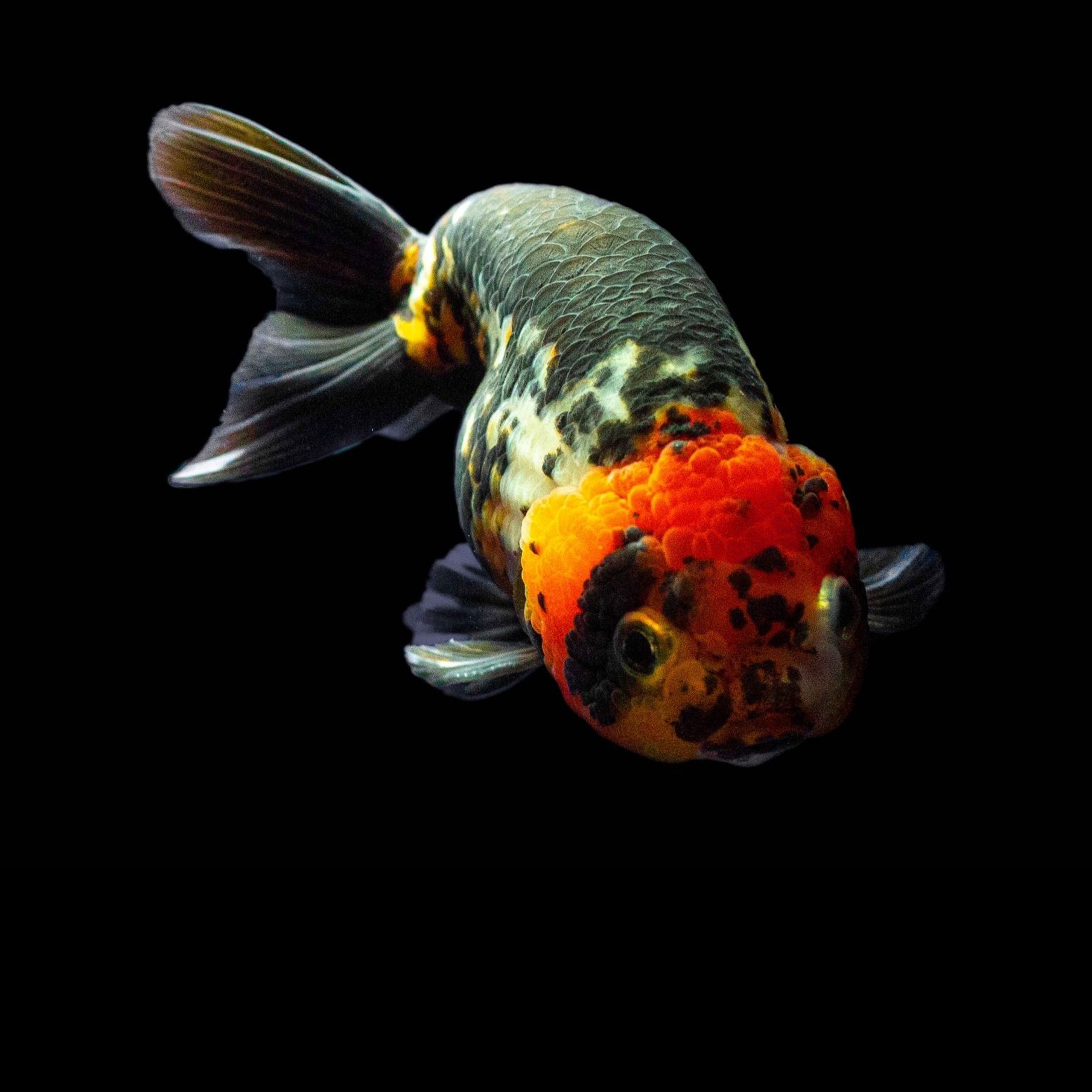 金魚の赤色のメカニズム：色素細胞と光の科学