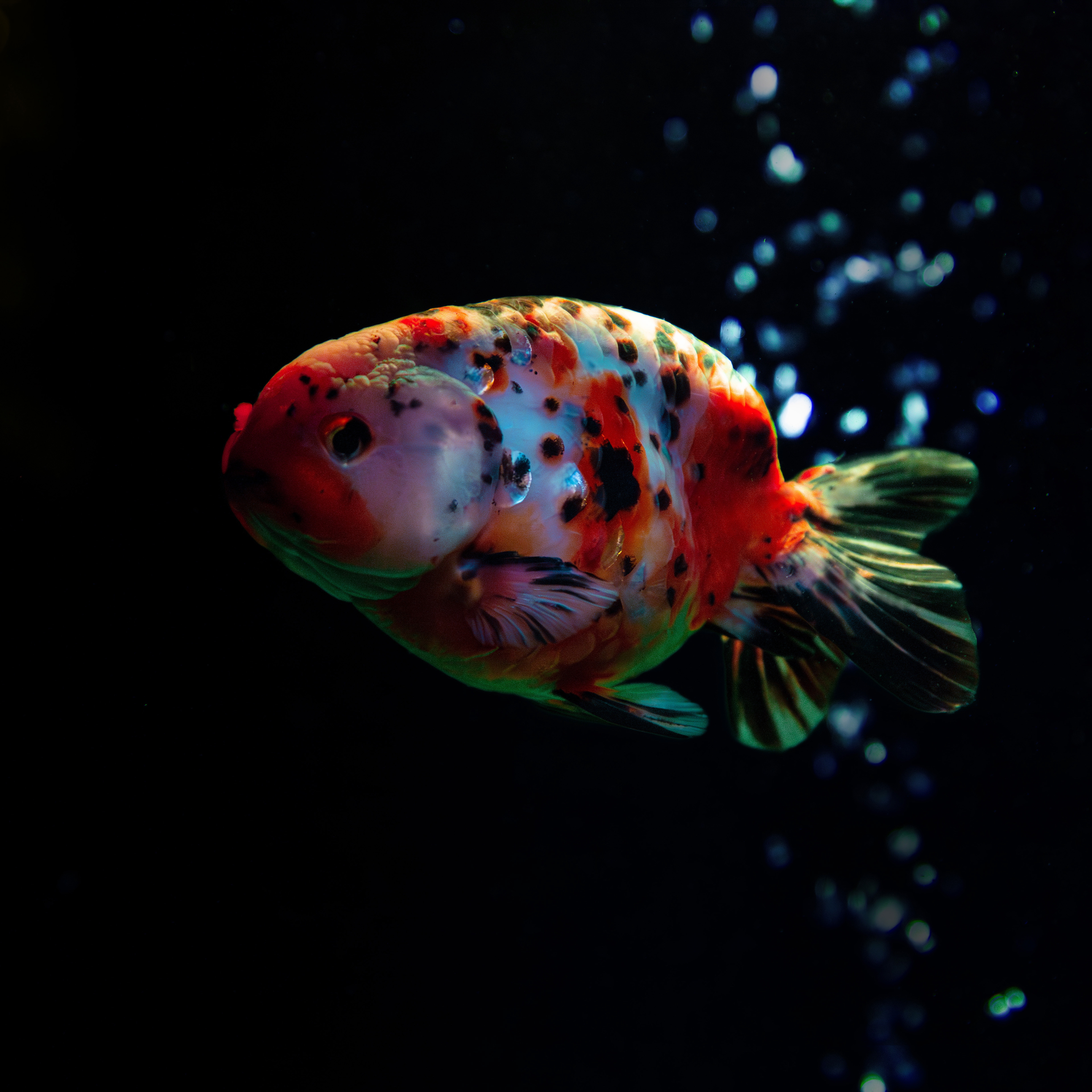 中国・宋の時代とは？金魚が生まれた時代背景を解説